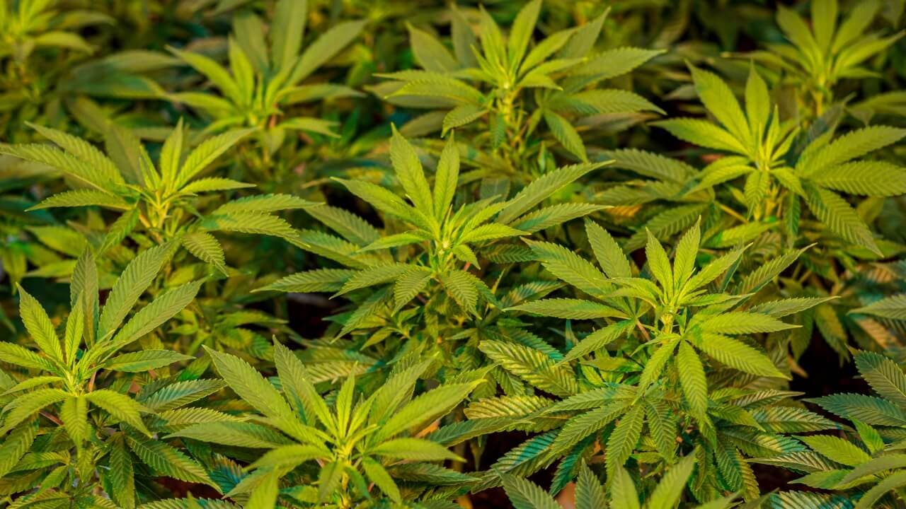 Best CBD Edibles in Miami – Miami Rave