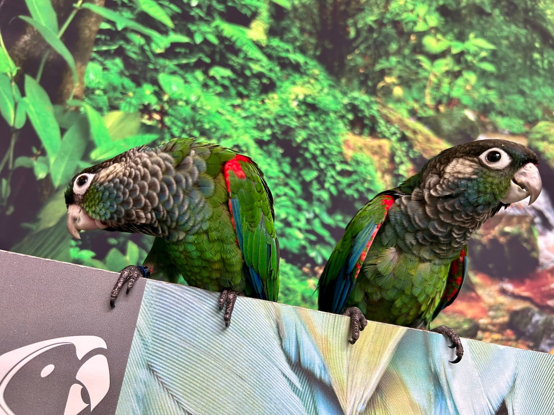 Parrot Breeder – Healthy &amp; Fertile Eggs Amazing Birds Farm