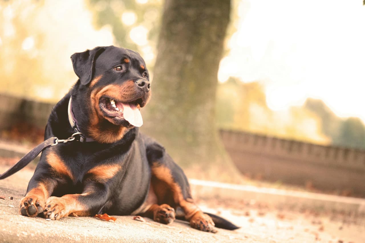 Security Dog Services Liverpool – Trained Dogs Ensuring Site Safety | ISA Support Services