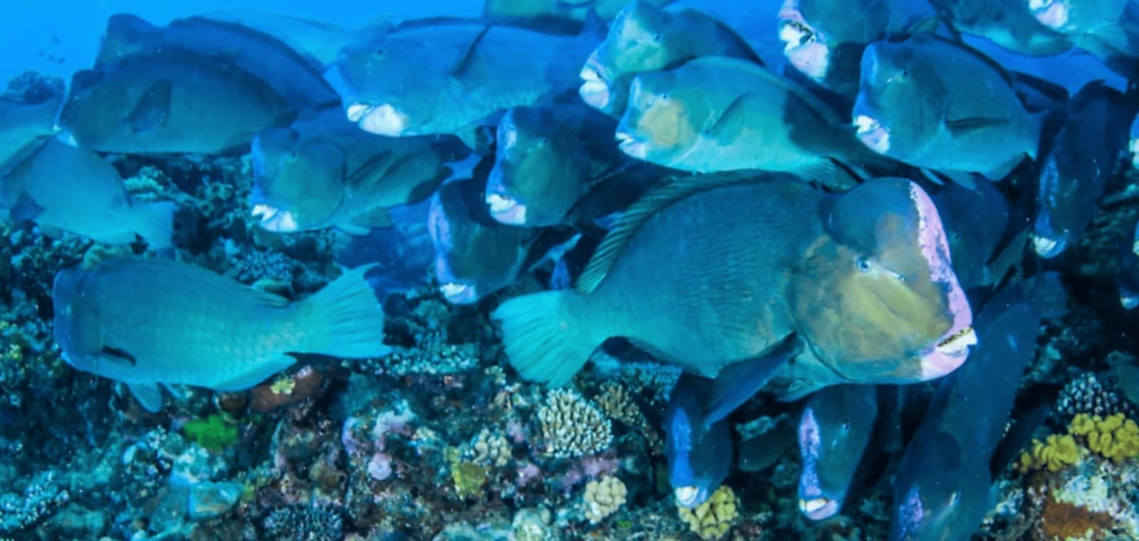 Beginner-Friendly Learn to Scuba Dive Northern Ireland Courses