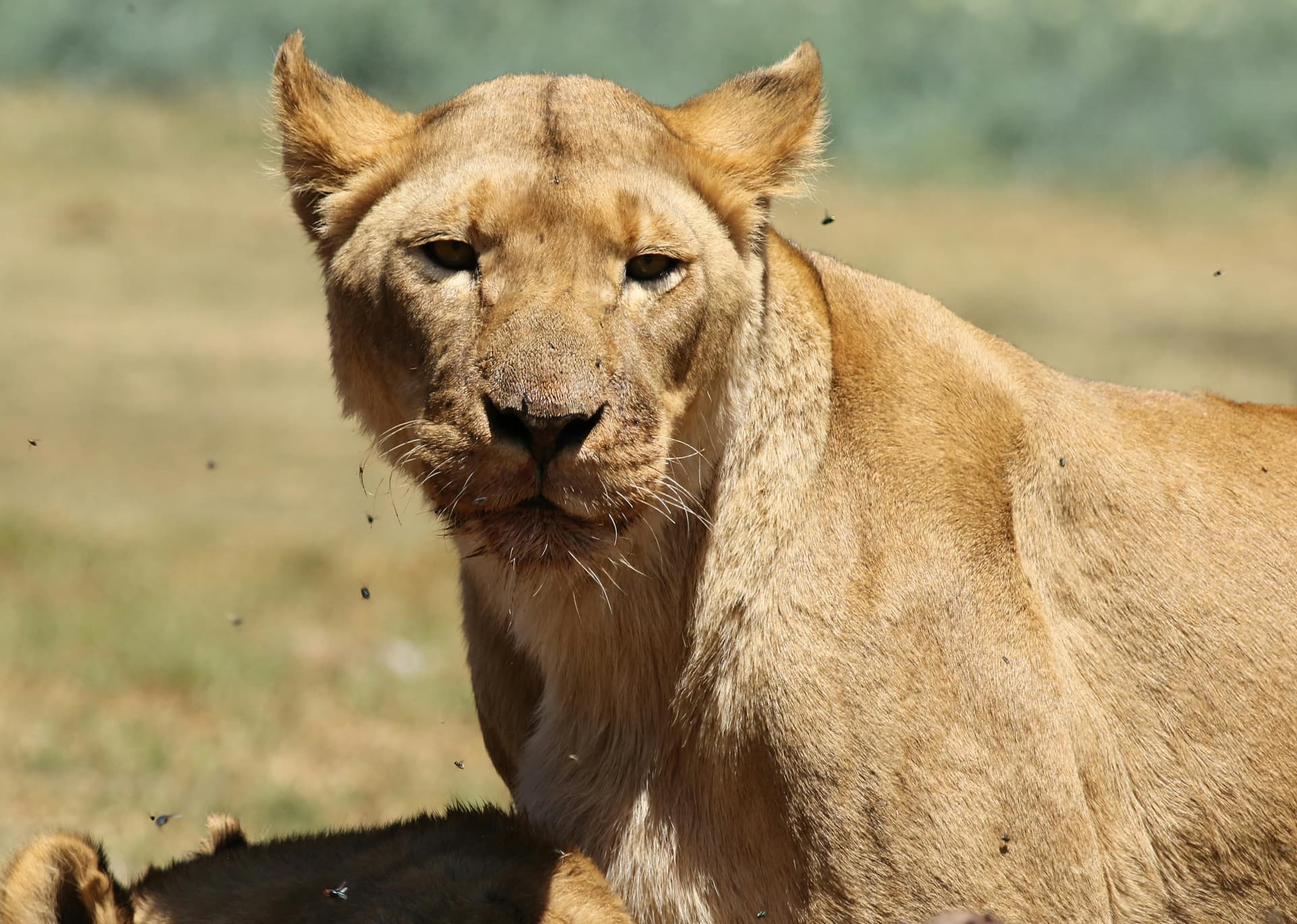 Best Tanzania Safari Routes for First-Time Travelers