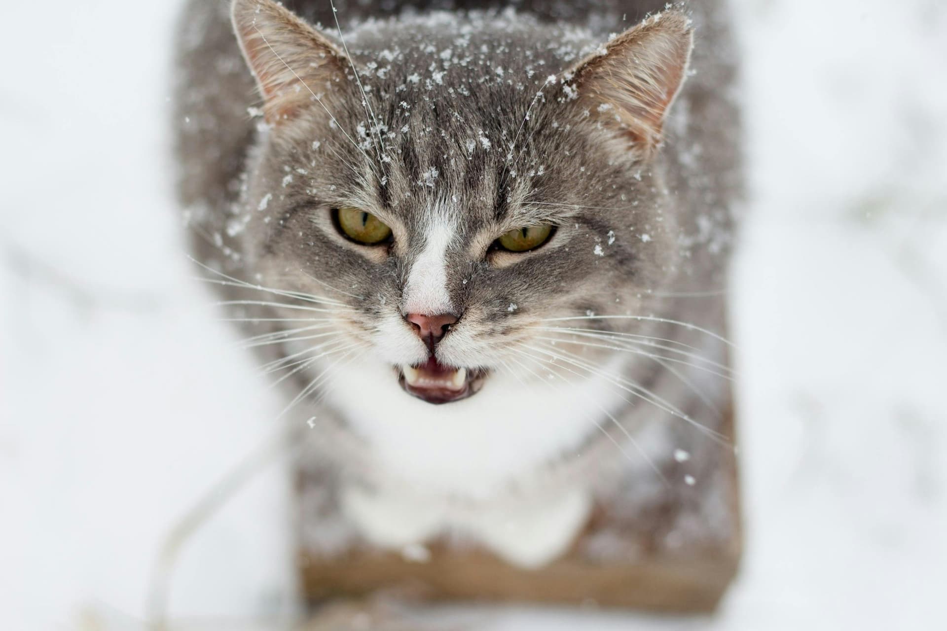 Maine Coon Cats for Sale Sacramento – Trusted Local Breeder
