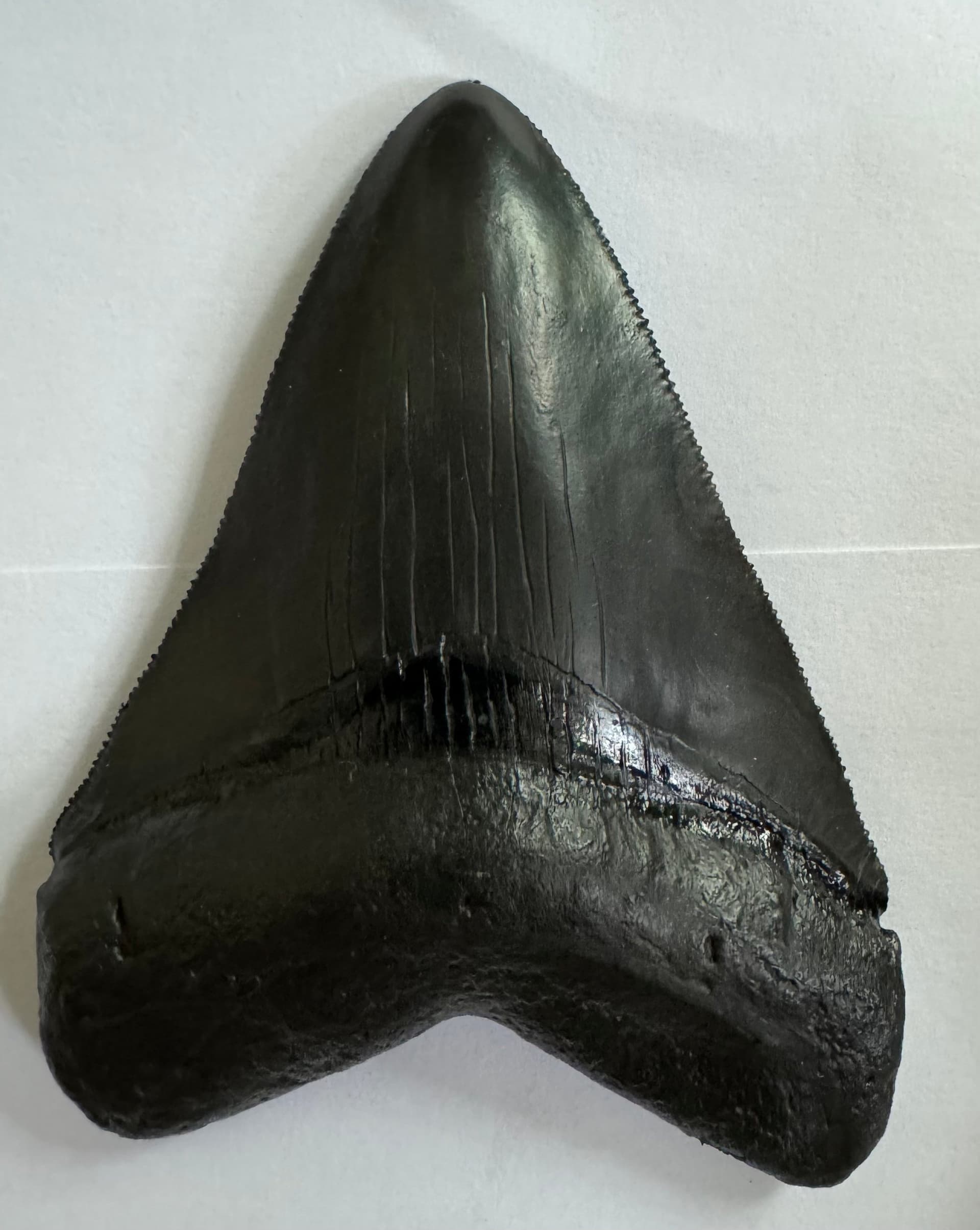 AUTHENTIC MEGALODON TEETH FOR SALE – COLLECT THE GIANTS OF THE PAST
