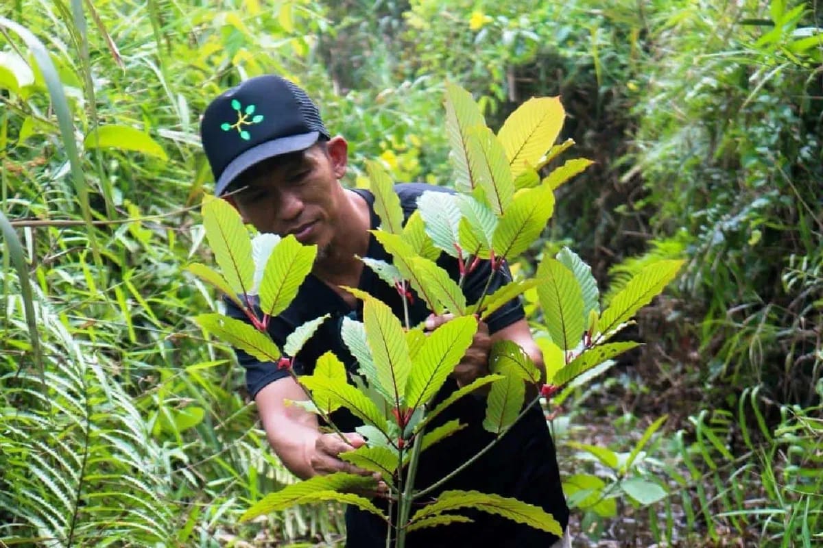 Buy Kratom Chiang Mai: Lab-Tested Products You Can Trust