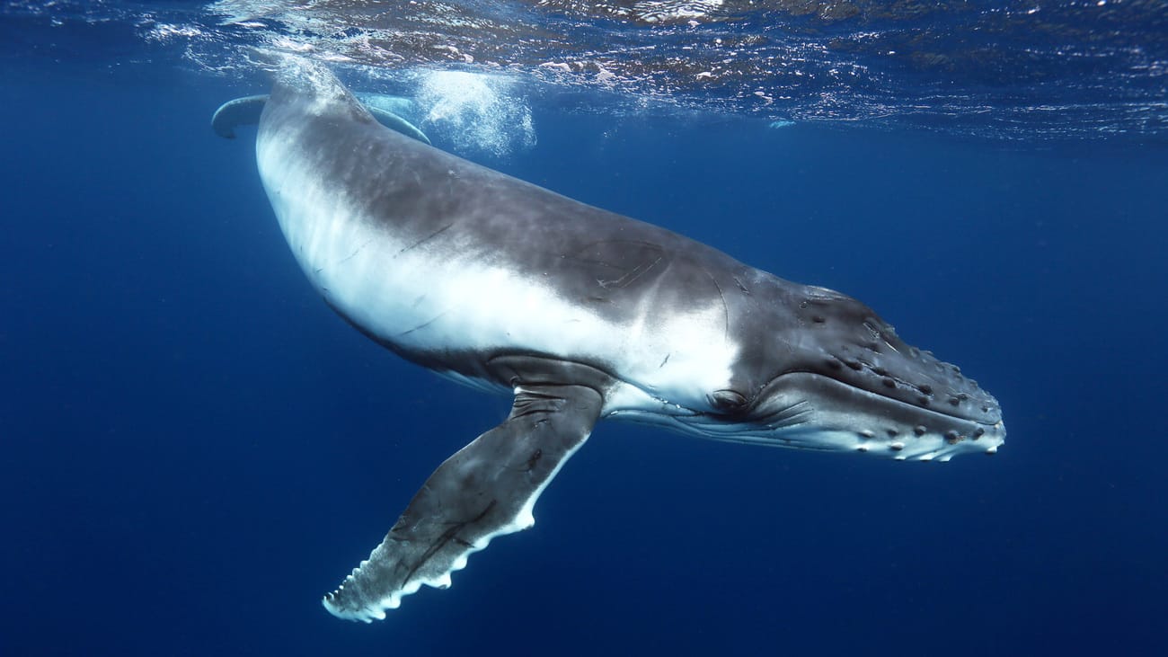 The Whale’s Legal Journey: A-LAW with marianthi baklava Leading Policy