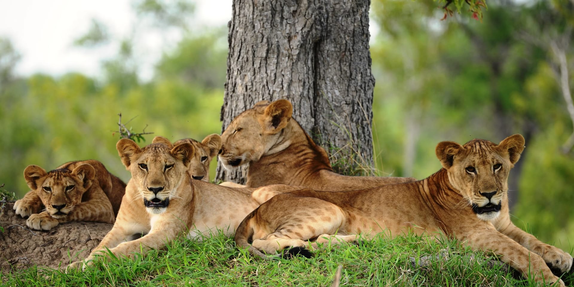 Discover Wildlife Wonders on a Nyerere National Park Tanzania Safari