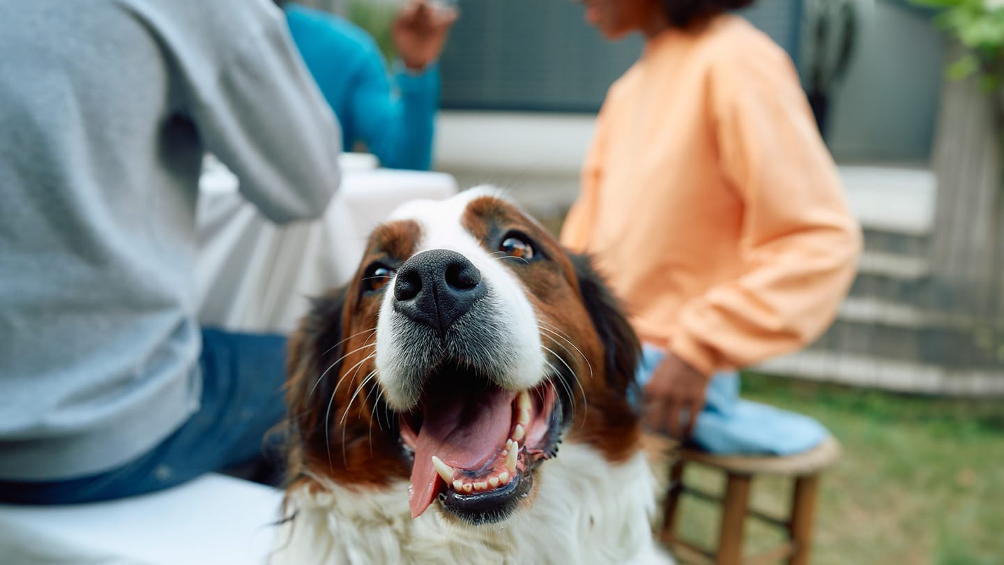 Get Your AHC Fast Using Vet Home Certs