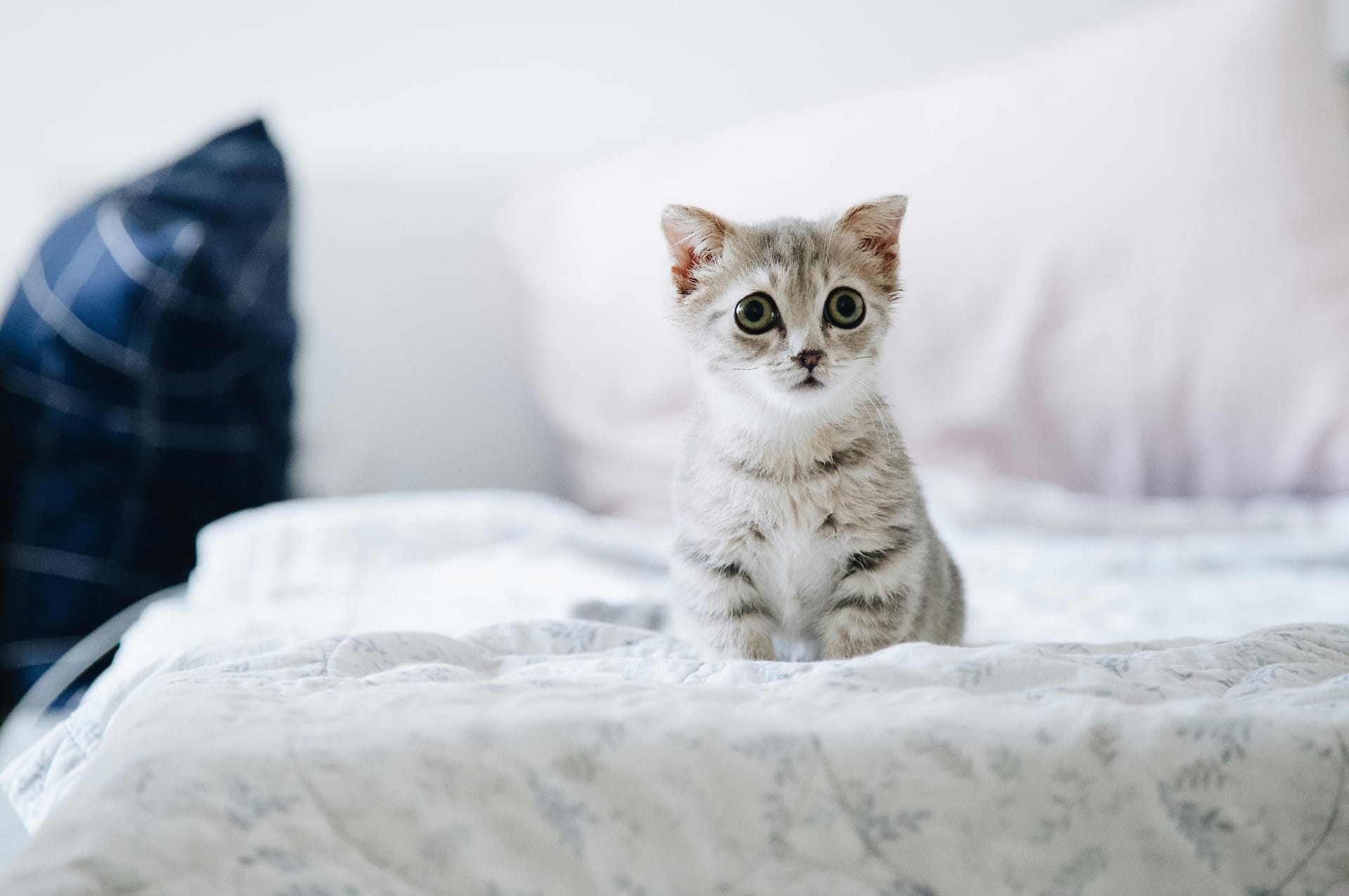 Maine Coon Kittens for Sale California with Friendly, Loving Personalities