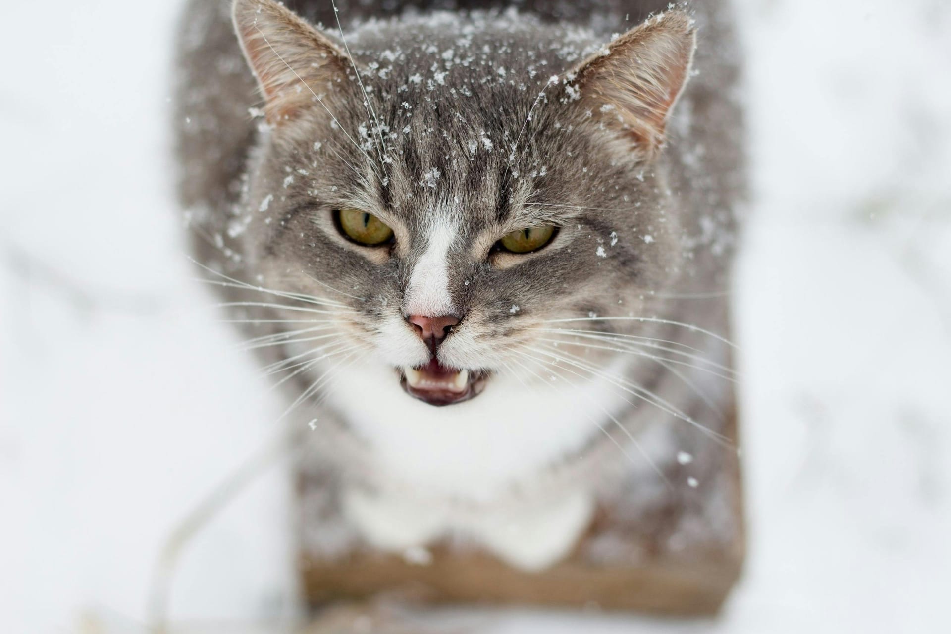 Maine Coon Cats for Sale Sacramento – Trusted Local Breeder