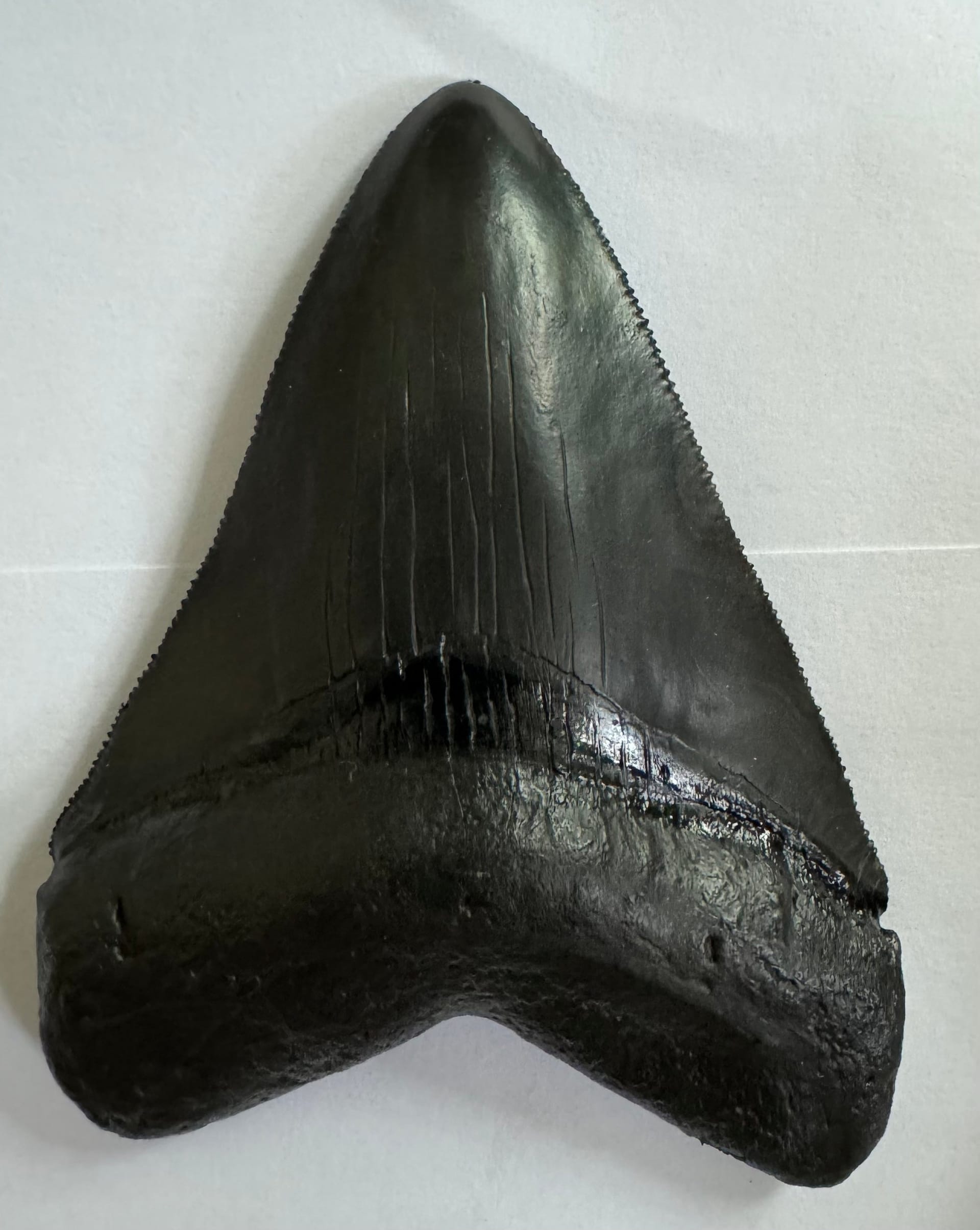 AUTHENTIC MEGALODON TEETH FOR SALE – COLLECT THE GIANTS OF THE PAST
