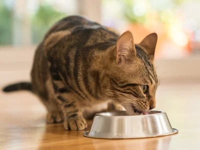 Honest Nacho Cat Food Reviews: What Real Cat Owners Are Saying