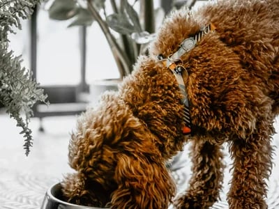 Is The Farmer's Dog Price Worth It?