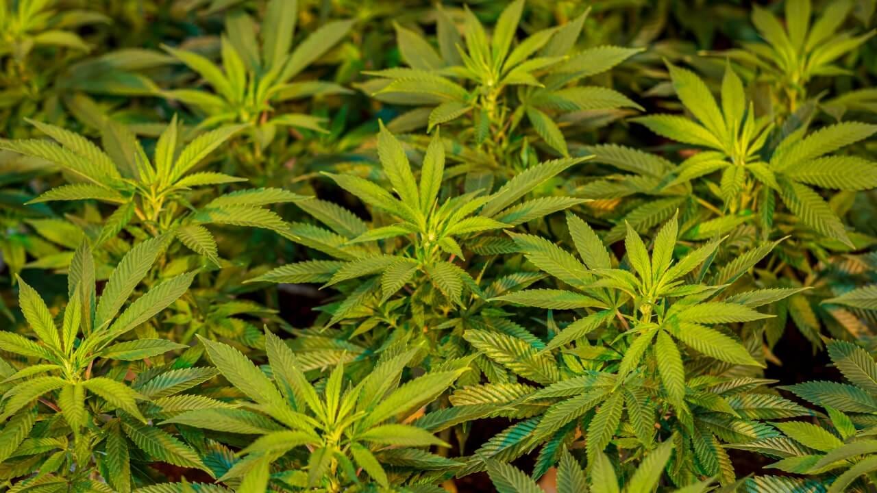 Best CBD Edibles in Miami – Miami Rave