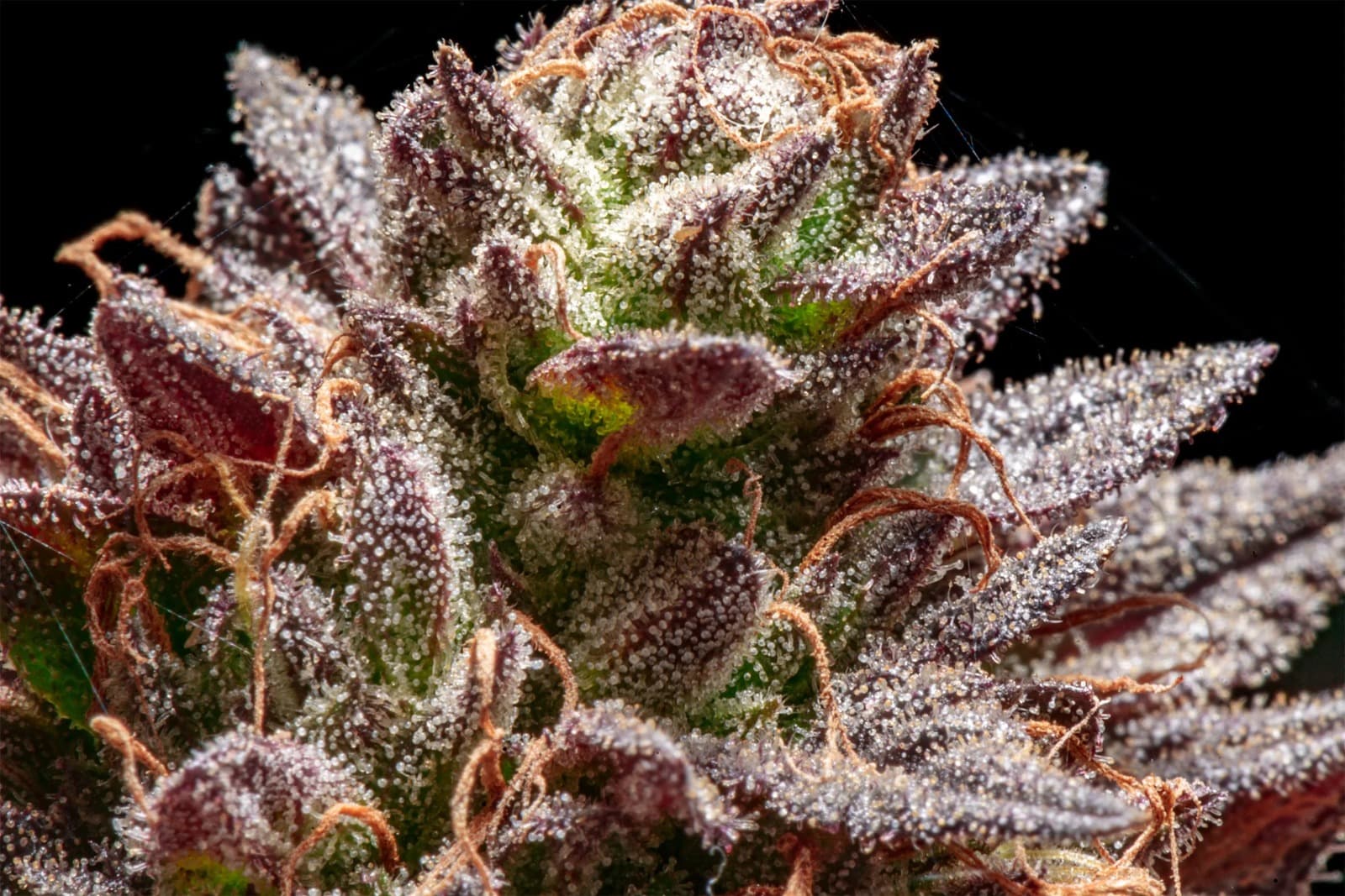 Discover Premium Hash Madrid Experiences with Clubs Cannabis Madrid