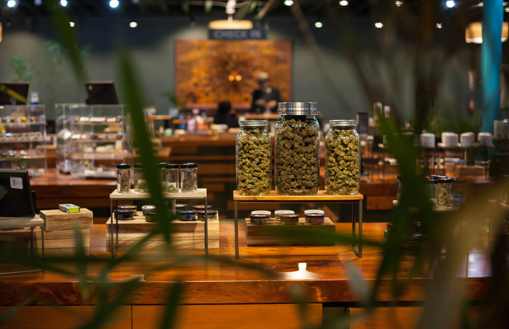 La Légalité du Cannabis en Espagne : Ce Que Vous Devez Savoir