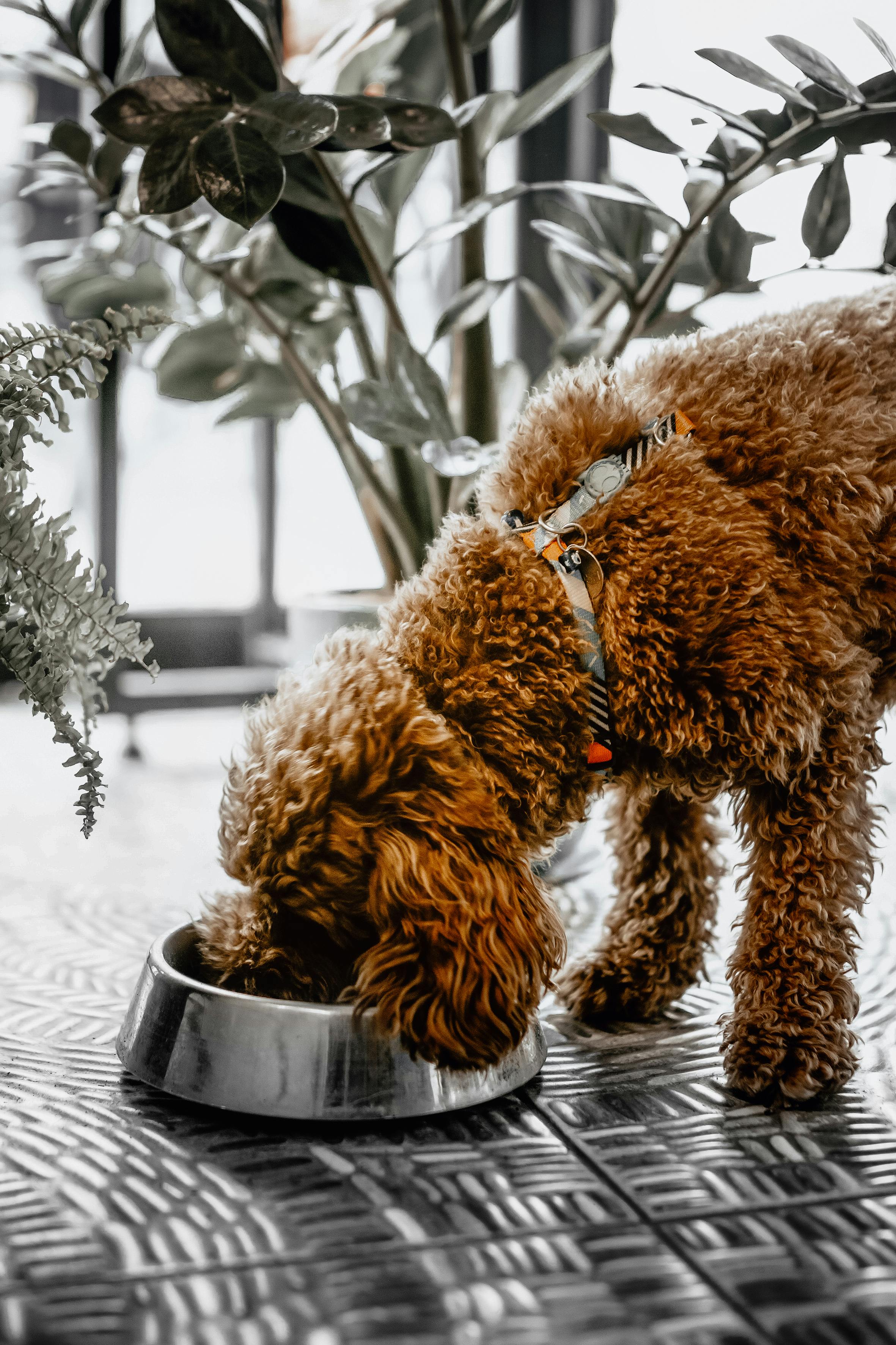 Is The Farmer's Dog Price Worth It?