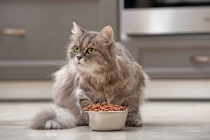 nacho cat food reviews