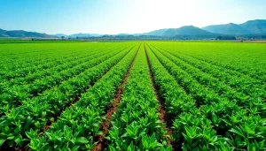 Showcasing effective land irrigation techniques in a thriving field under natural sunlight.
